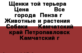 Щенки той терьера › Цена ­ 10 000 - Все города, Пенза г. Животные и растения » Собаки   . Камчатский край,Петропавловск-Камчатский г.